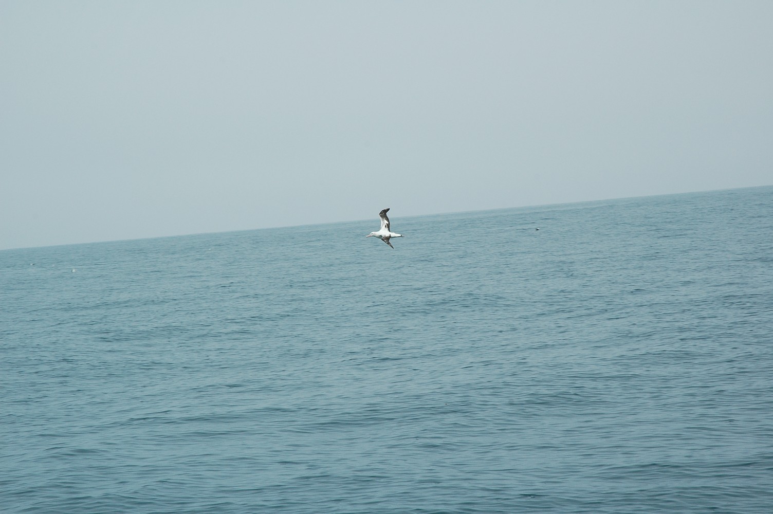 185   30 01   Kaikoura